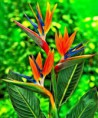 /album/galerie-photos/oiseau-du-paradis-jpg/